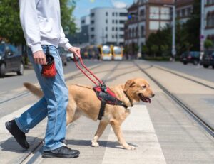 Na foto vê-se uma dupla formada por um usuário e um cão-guia atravessando uma rua na faixa de pedestres.