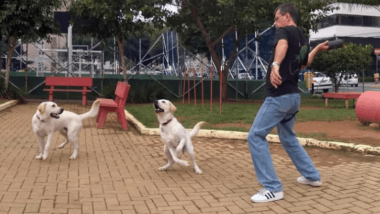 Cachorros