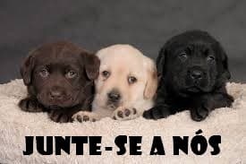 Três filhotes de labrador de cores diferentes deitados juntos, com a frase "JUNTE-SE A NÓS" abaixo